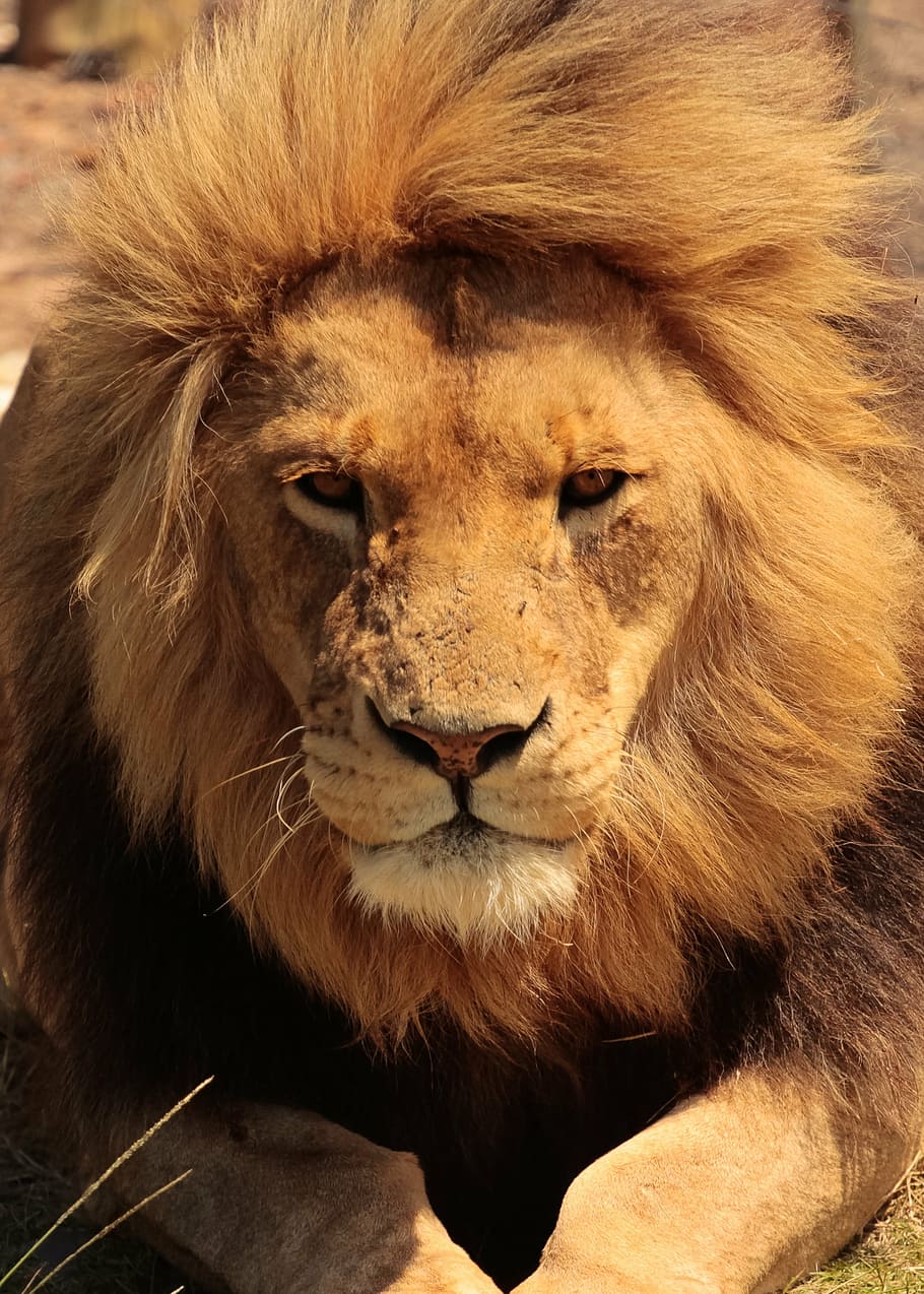 close up photo of lion, africa, eyes, safari, nature, cat, wildlife, HD wallpaper