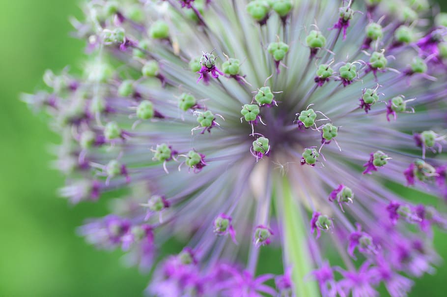 flower, spring, plant, bloom, yellow flower, nature, leek, blossom HD wallpaper