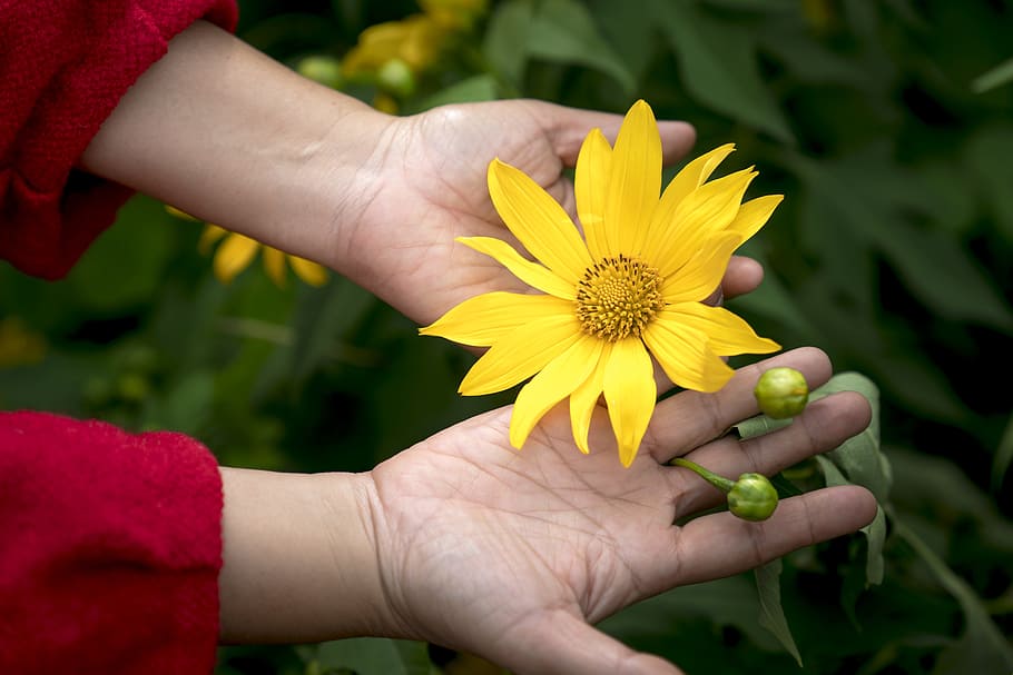 person holding yellow petaled flower, asia, graceful, nice HD wallpaper