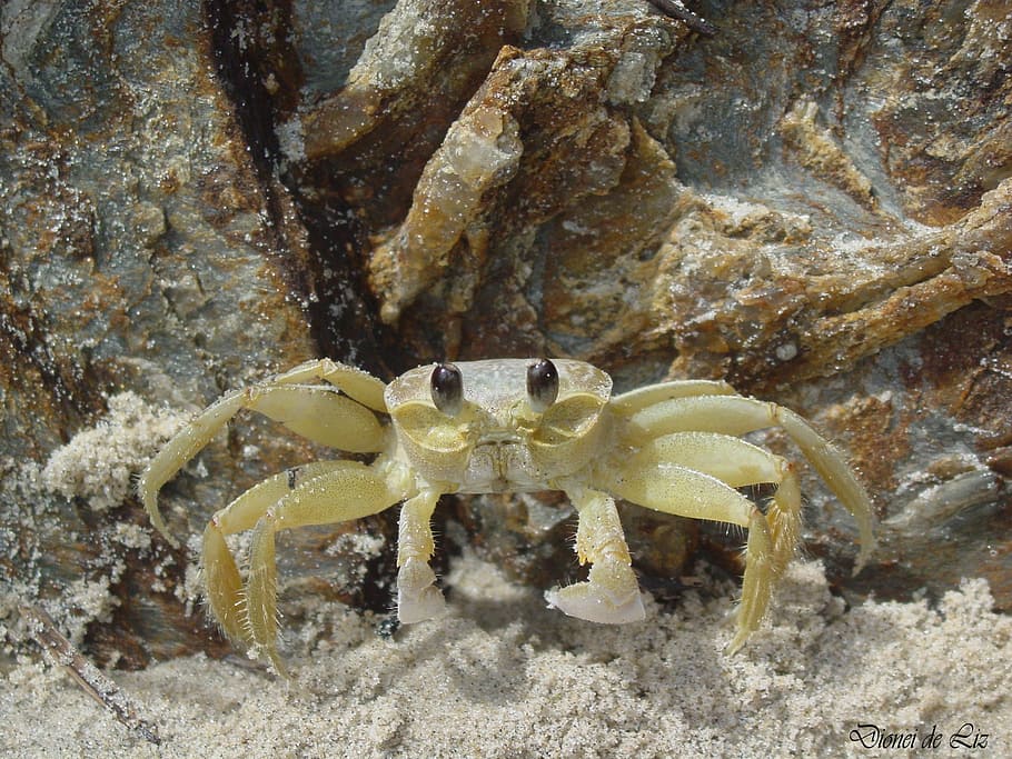 crab, beach, sand, mar, animal themes, animal wildlife, one animal HD wallpaper