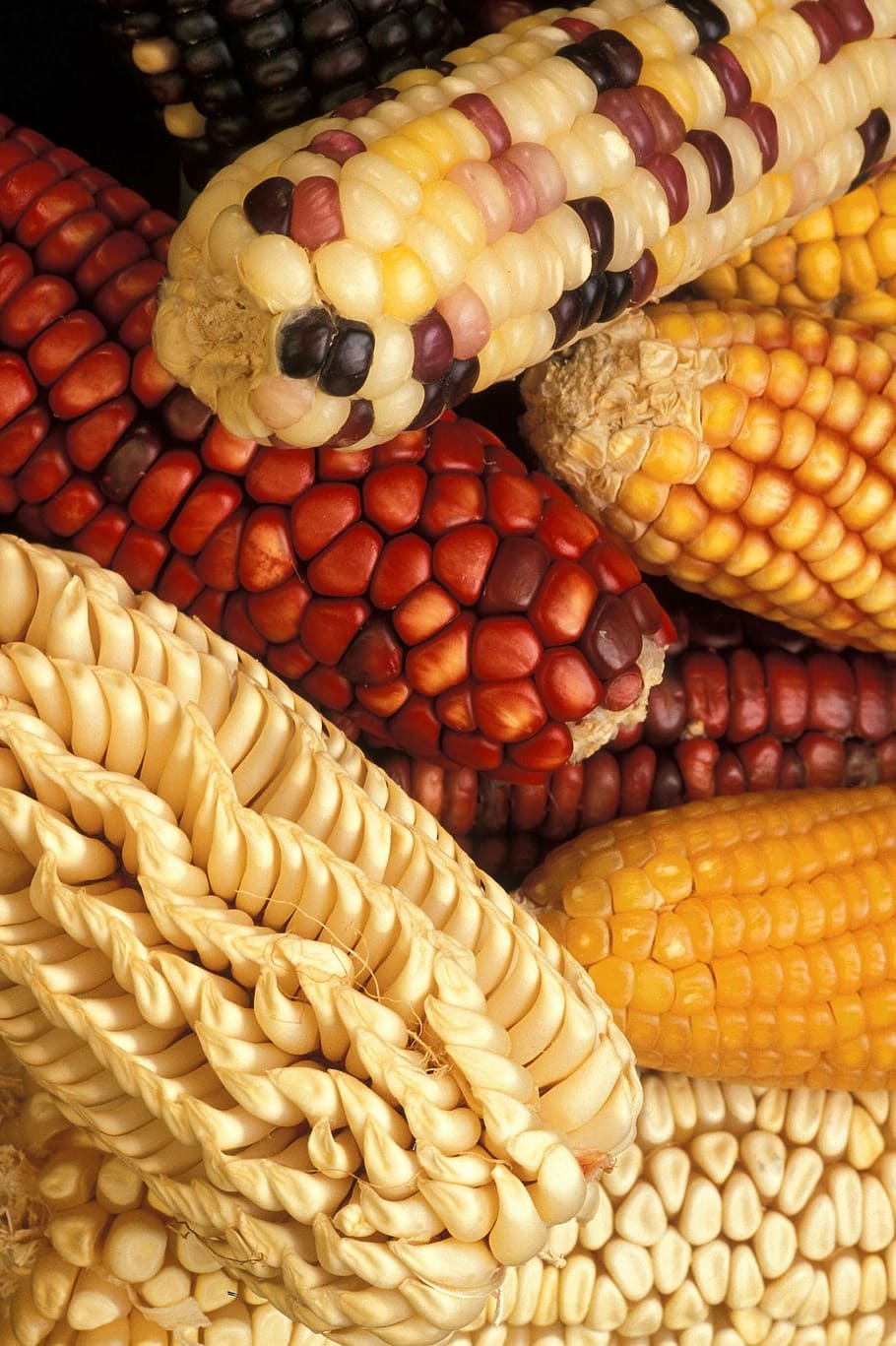 corn, modified, genetically, vegetables, plants, flora, food HD wallpaper