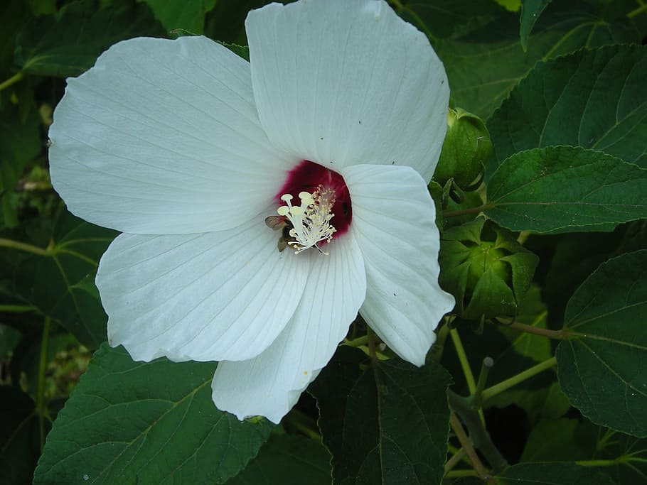 flower, white, nature, fragility, vulnerability, freshness HD wallpaper