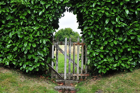 wooden gate leading on meadow, Goal, Hedge, Garden, Input, garden gate HD wallpaper