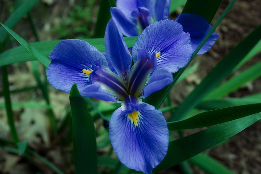 Iris, Bloom, Flower, Spring, Blooming, color, petal, garden HD wallpaper