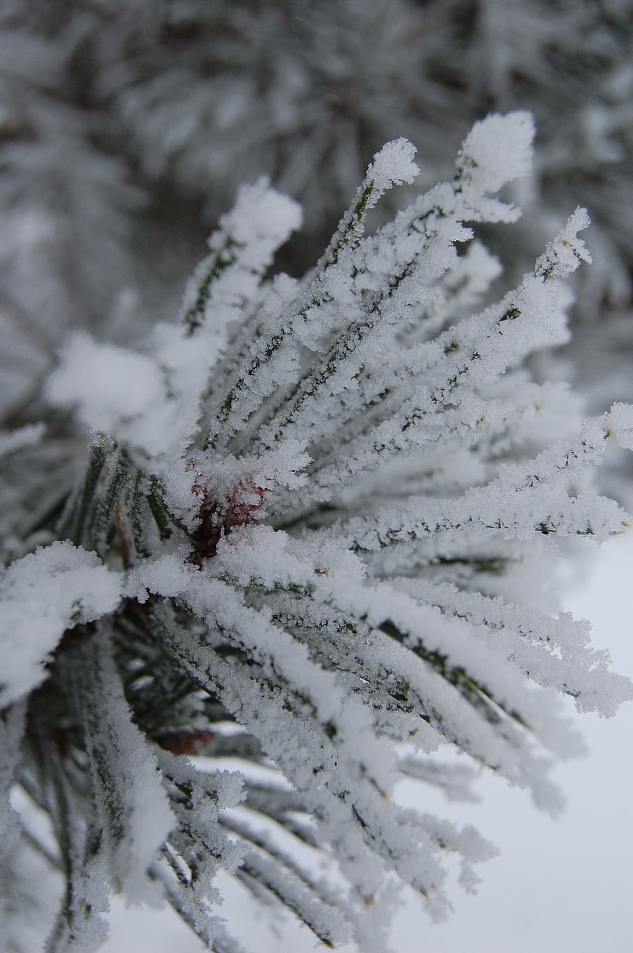 ice, snow, pine tree, cold, white, season, christmas, frost HD wallpaper