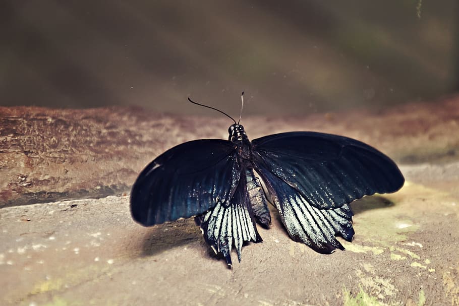 Butterfly, Nature, Insect, one animal, animal themes, animals in the wild HD wallpaper