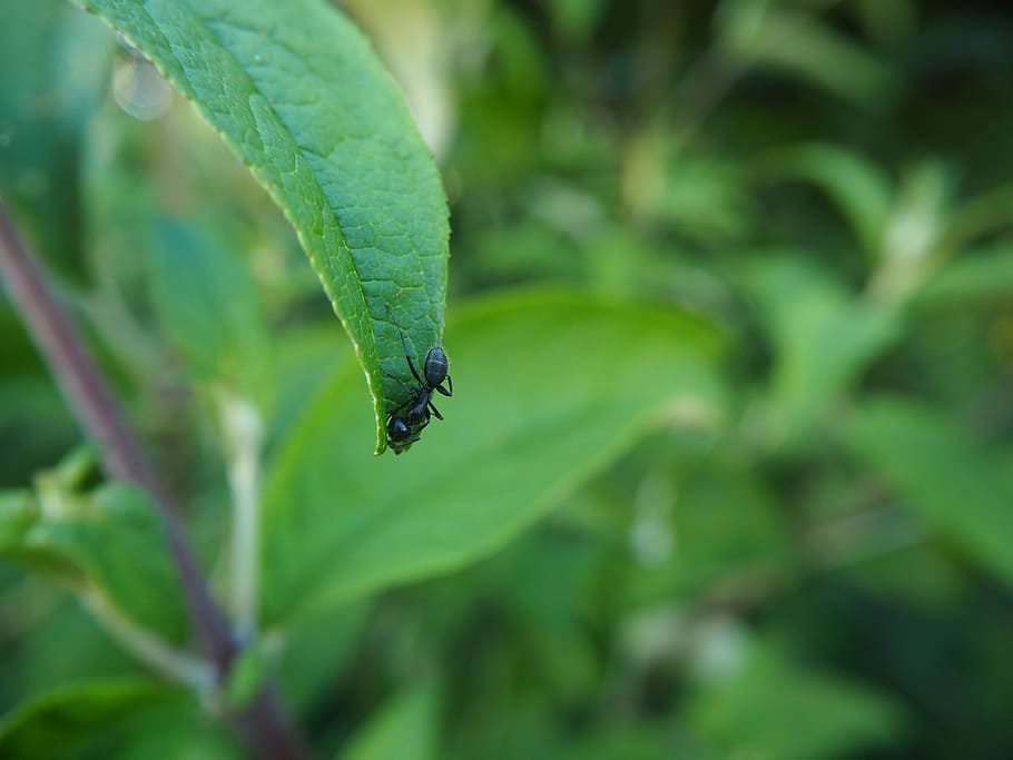 ant, leaf, garden, insect, green color, plant part, animal wildlife, HD wallpaper