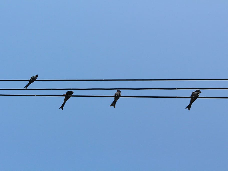bird, wiring hardness, sky, low angle view, vertebrate, animal wildlife HD wallpaper