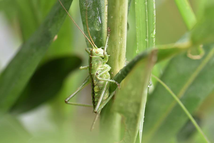 grasshopper, leaf, green, nature, insect, plant, macro, leaves HD wallpaper