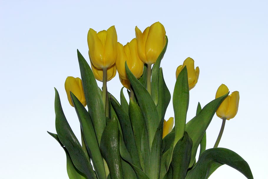 tulips, flower, yellow, spring, flowers, nature, flora, plant HD wallpaper