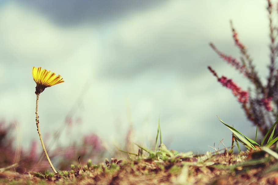 selective focus photography of of yellow fleabane flower, setback HD wallpaper