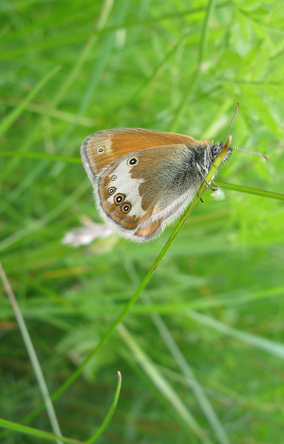 ringlet, butterfly, summer, insect, sweden, nature, animal world HD wallpaper