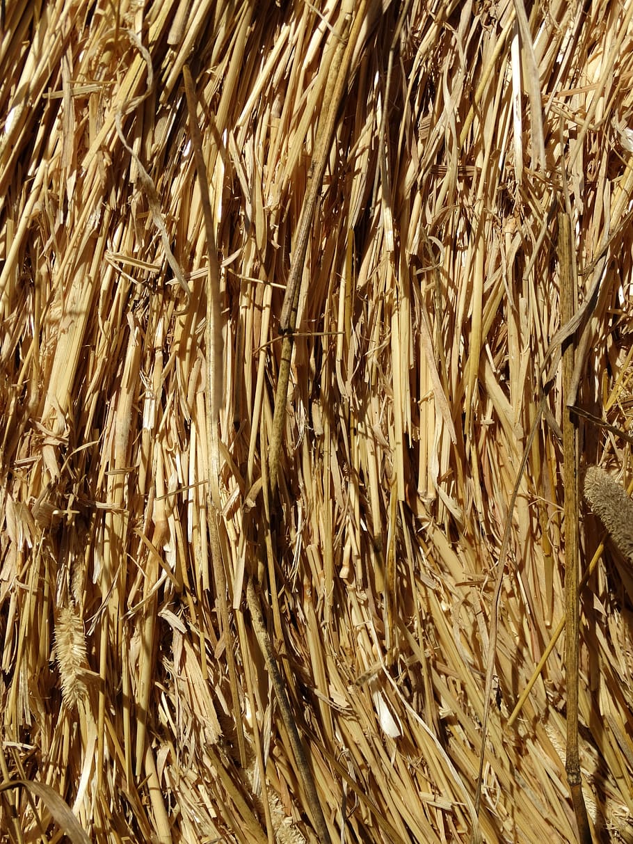 Straw Bales, Wrapped, eddy, rolled, food, cattle feed, harvest time HD wallpaper