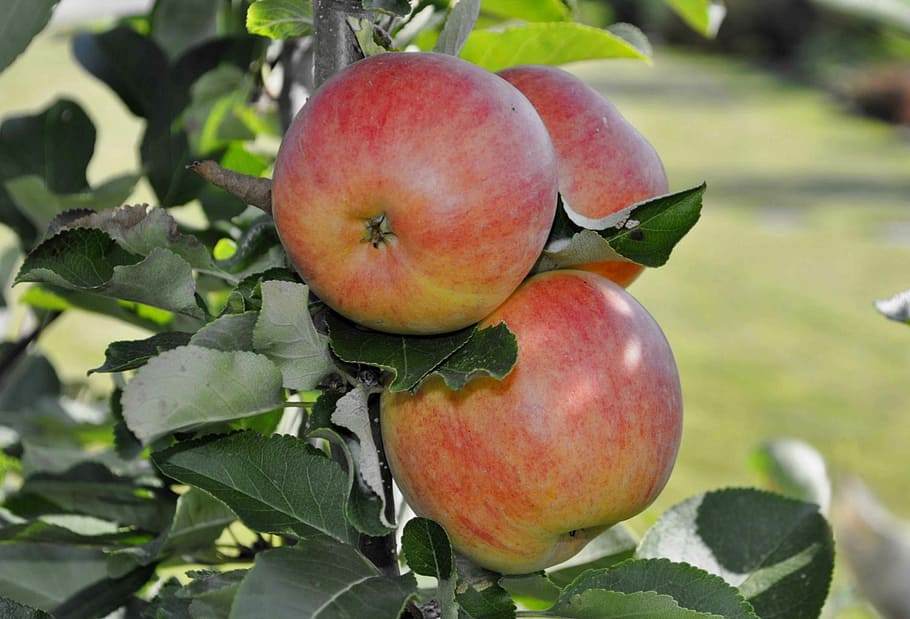 fruit, nature, eating, apple, healthy eating, food, food and drink HD wallpaper