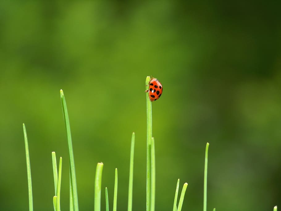 beetle, ladybug, garden, red, siebenpunkt, chives, summer, nature HD wallpaper