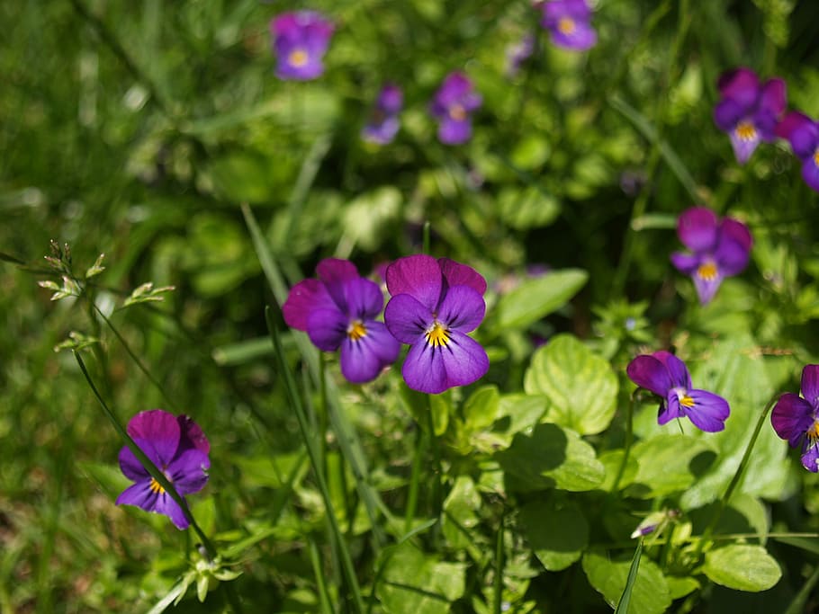 flowers, purple, macro, purple flowers, garden, plant, summer, HD wallpaper