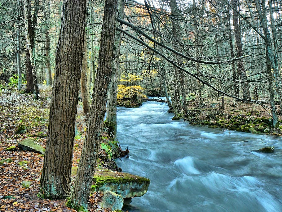 stream, forest, water, river, nature, green, rocks, park, creek, HD wallpaper