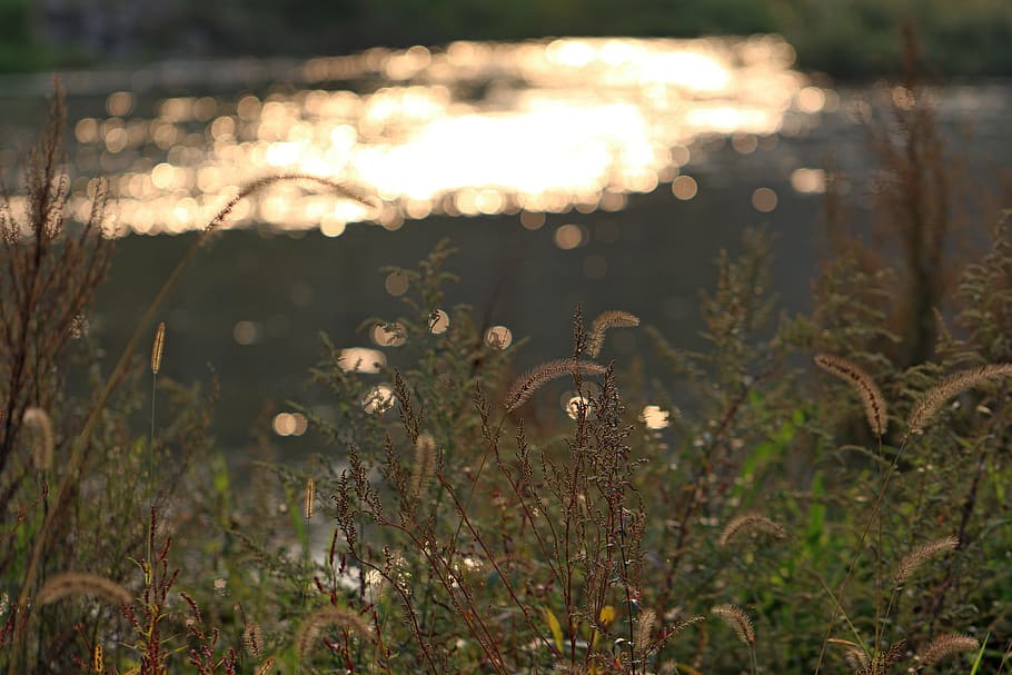 Foxtail, Reed, Riverside, Pool, autumn, break, scenery, nature, HD wallpaper