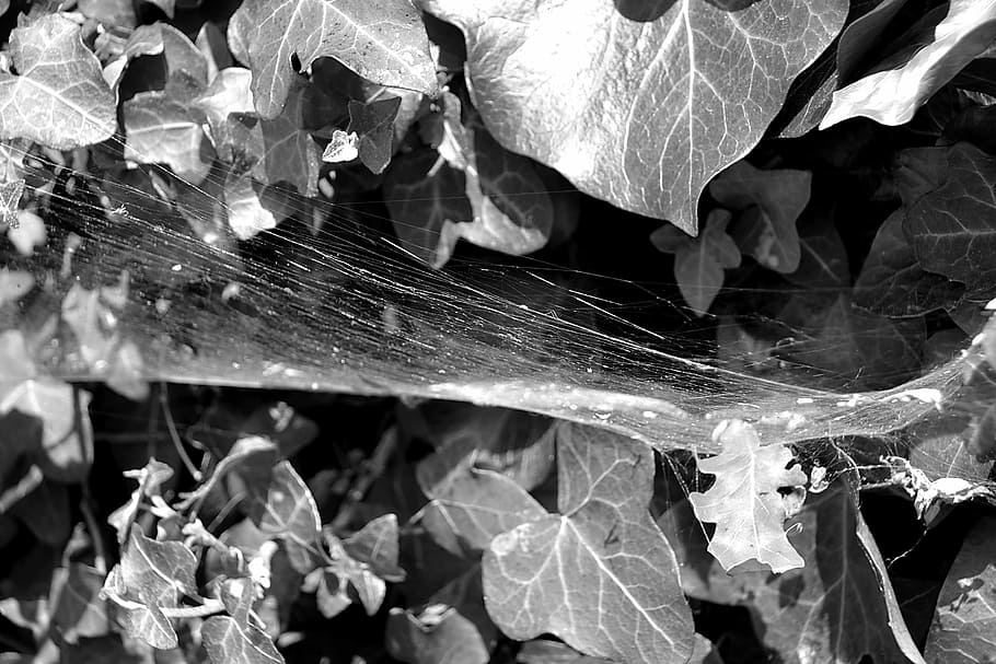 spider, canvas, nature, insect, bug, wire, spider web, leaves HD wallpaper