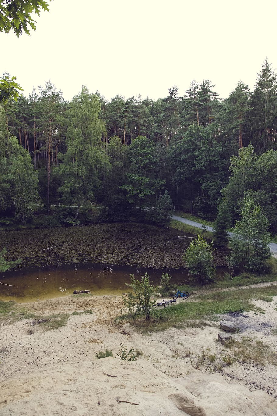 nature, sky, sand, forest, environment, evergreen, growth, idyllic HD wallpaper