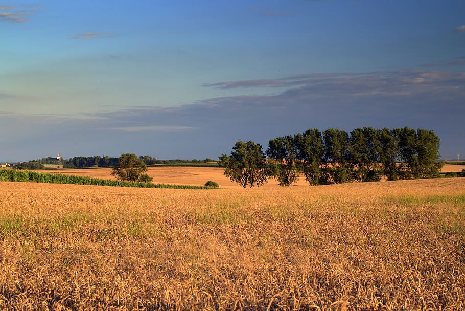 field, fields, corn, cereals, landscape, agriculture, village HD wallpaper