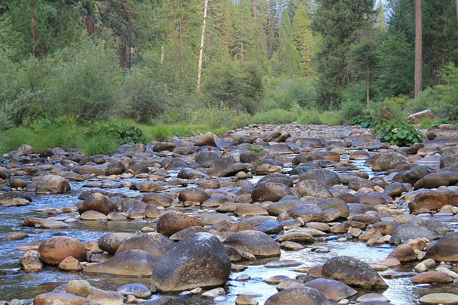 Stream, Rocks, Forest, Creek, Nature, water, no people, tree HD wallpaper
