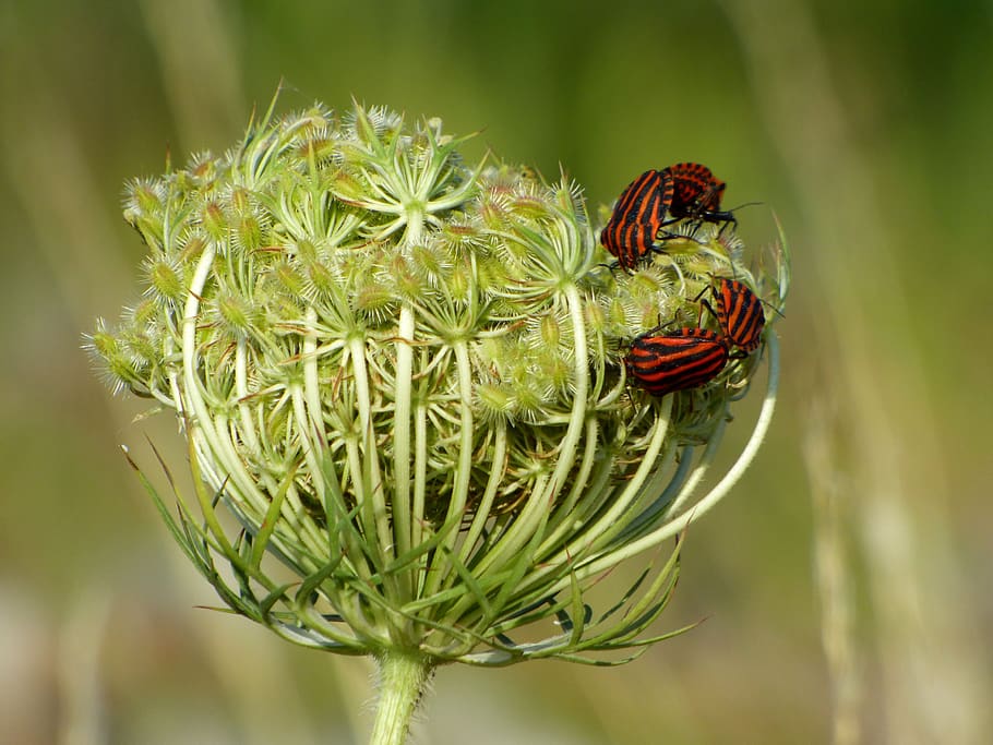 grass, wild, insects, red, nature, environment, landscape, summer HD wallpaper