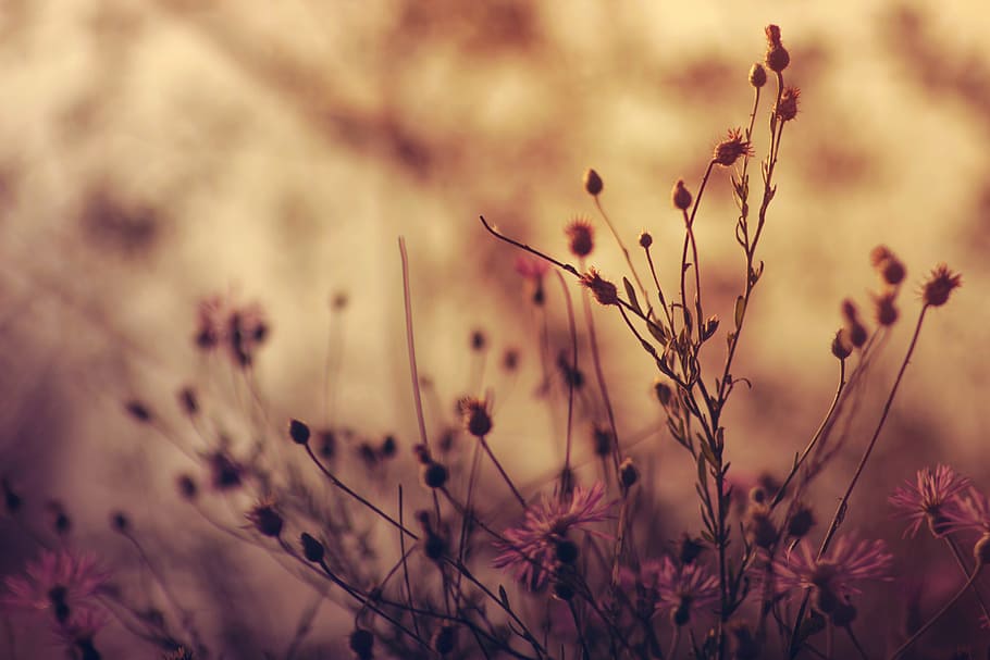 flowers, blur, plants, color, bloom, blooming, blossom, buds HD wallpaper