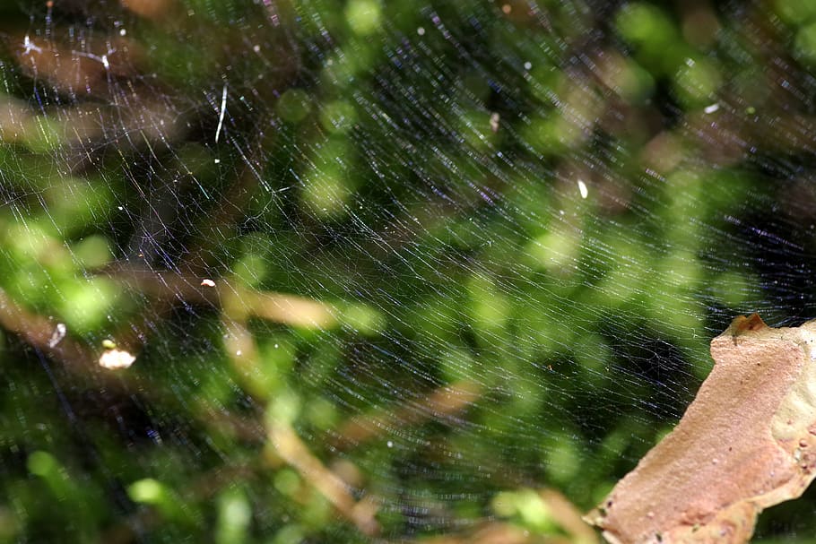 cobweb, the grid, snap, large, trampoline, designs, the background HD wallpaper