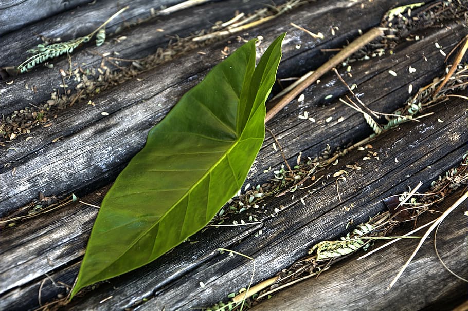 leaf, green, garden, plant, plant part, nature, green color HD wallpaper