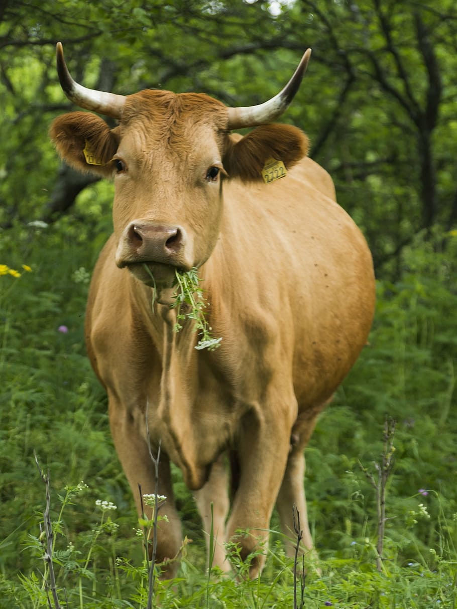 cow, eating, cattle, nature, grass, green, animal themes, mammal HD wallpaper