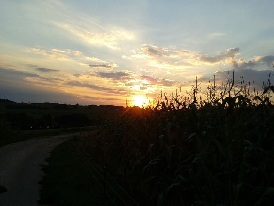 sunset, away, cornfield, sky, landscapes, nature, tranquil scene HD wallpaper