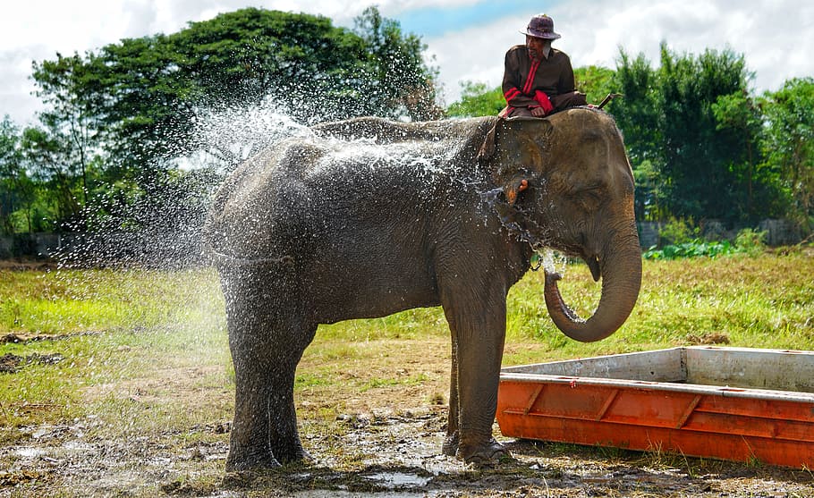elephant, water, spray, cool down, nature, mammal, animal, outdoors HD wallpaper