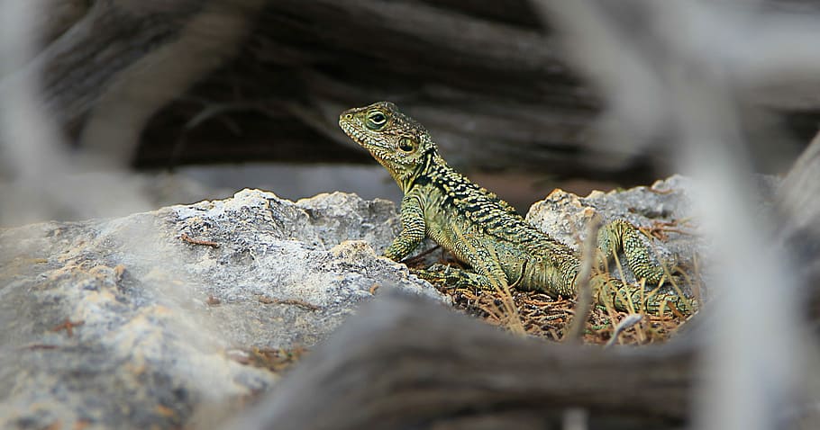 Lizard, Cyprus, Reptile, Pattern, creature, nature, close, one animal HD wallpaper
