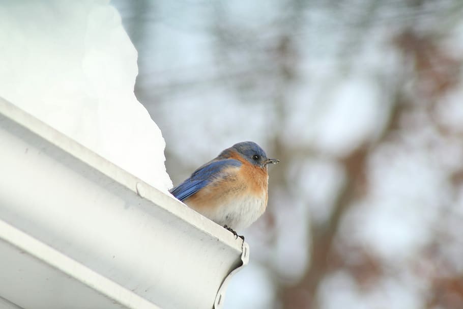 Blue, Bird, Snow, one animal, animal themes, day, animals in the wild HD wallpaper