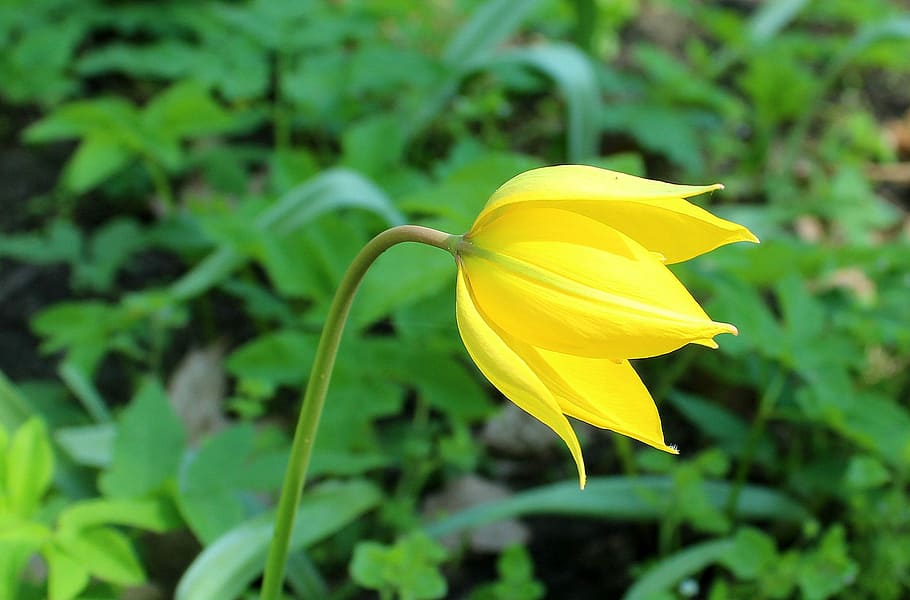 yellow petaled flower blooming at daytime, tulip, spring, spring flowers HD wallpaper