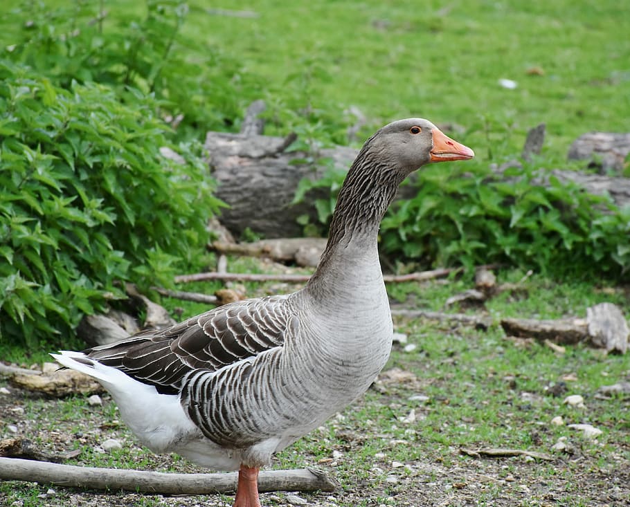 gray goose near bush plant, poultry, bird, bill, domestic goose HD wallpaper