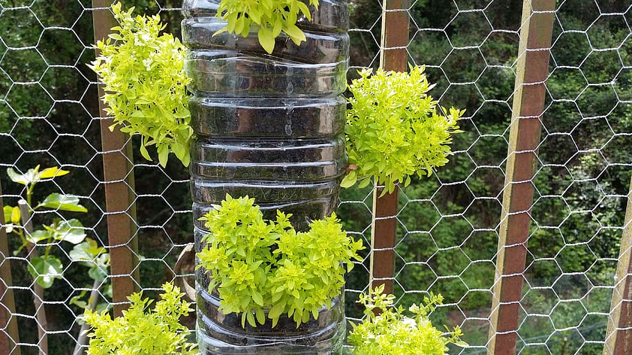 albahabaca, vertical garden, basil large leaf, plant, growth HD wallpaper