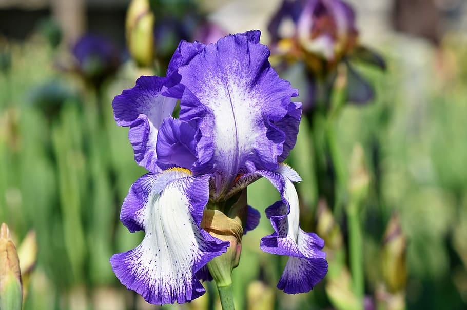 close-up photography of purple iris flower at daytime, schwertliliengewaechs HD wallpaper