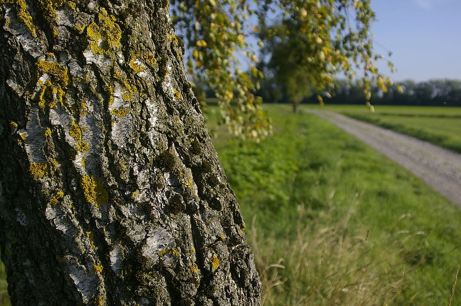 birch, tree, field, nature, summer, bark, log, plant, tree trunk HD wallpaper