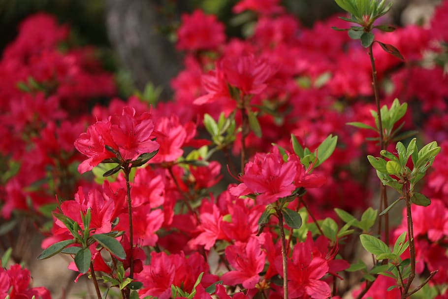 Azalea, Herb, Island, Spring, herb island, flower, red, growth HD wallpaper