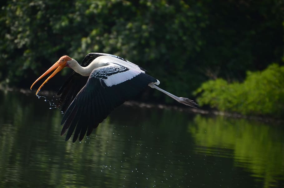 painted stork bird, crane, cranes, flying, wings, feather, wildlife HD wallpaper