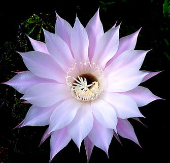 purple and white flower beside cactus plant, nature, bloom HD wallpaper