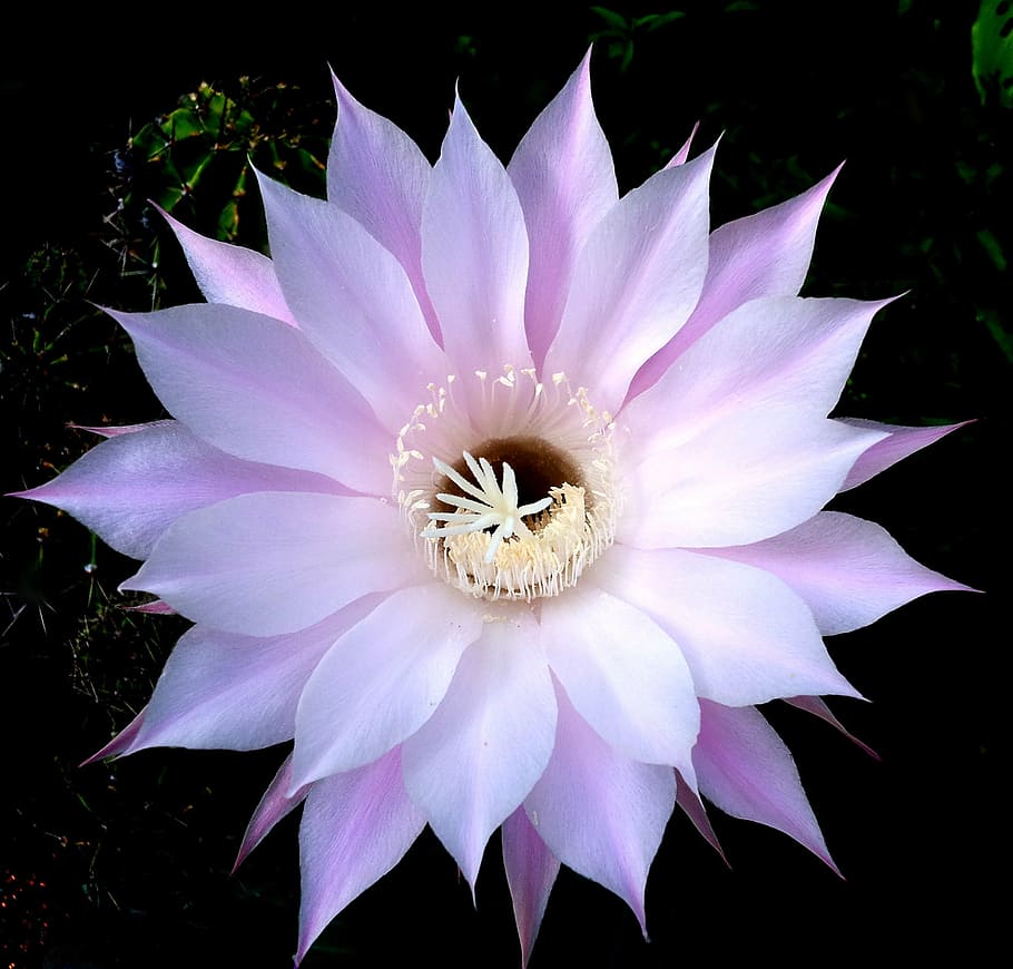 purple and white flower beside cactus plant, nature, bloom HD wallpaper