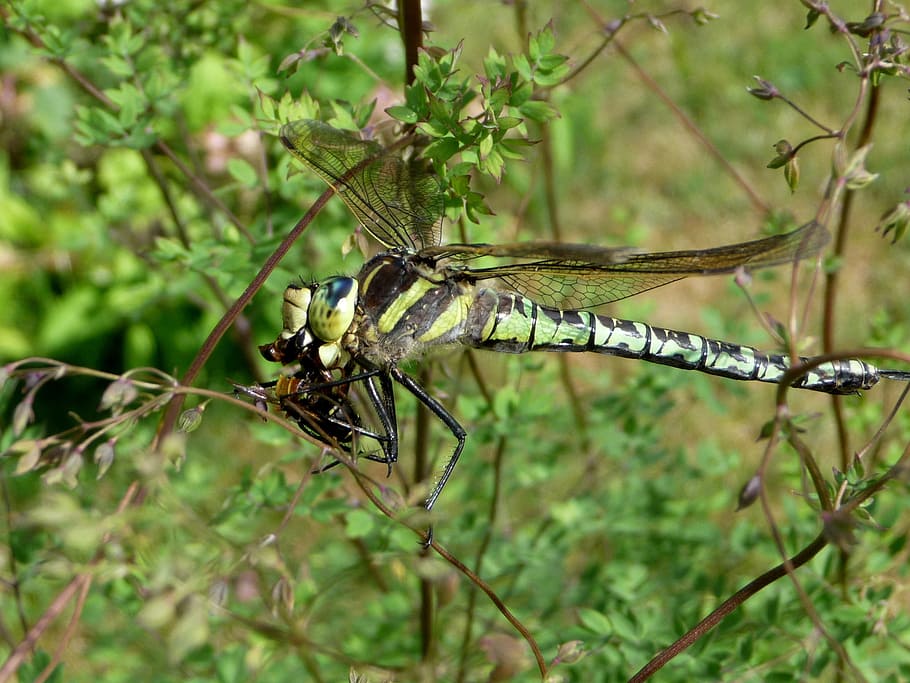 insect, dragonfly, nature, summer, animal wildlife, animals in the wild HD wallpaper