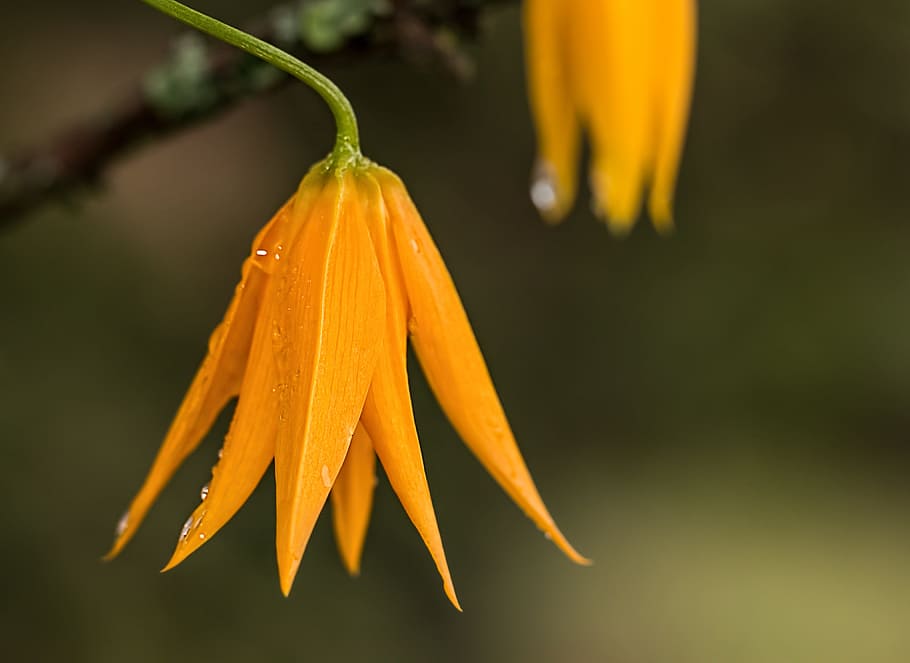 close up shot of orange flowers in green stem, dewdrop, bell-shaped HD wallpaper