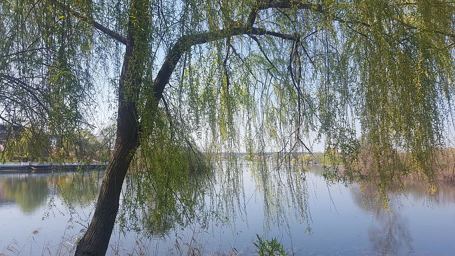 lake, view, walk, tree, reflection, water, plant, tranquility HD wallpaper
