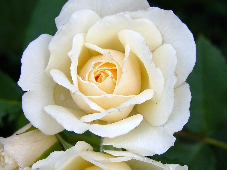 rose, flower, white, tender, smell, nice, floral, love, blossom HD wallpaper