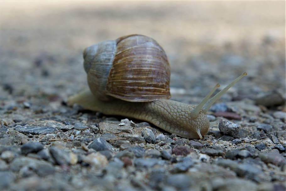 snail, crawl, slowly, close up, animal wildlife, one animal HD wallpaper