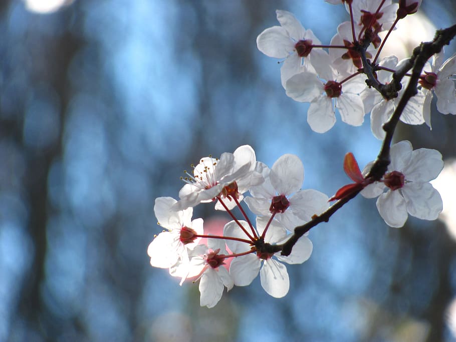 low angle of white flowering tree, cherry, nature, blossom HD wallpaper